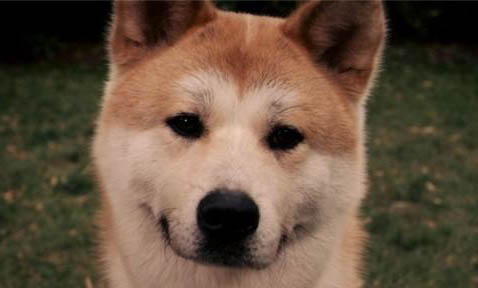 秋田犬和柴犬幼犬哪个好