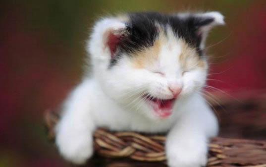 猫咪死后鼻子发白是为什么原因