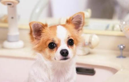 犬瘟治愈后多久不传染