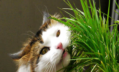 猫传腹的猫需要隔离吗
