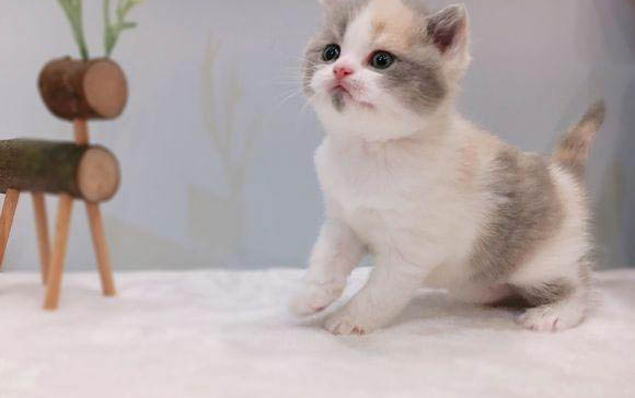 猫咪高烧不退的原因有哪些?