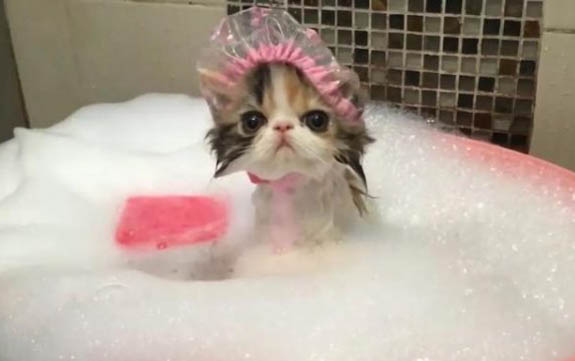 怎么给猫咪剪指甲