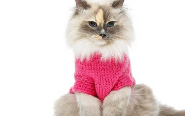 猫咪为什么会眼屎多