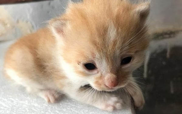 猫咪一天拉几次正常的