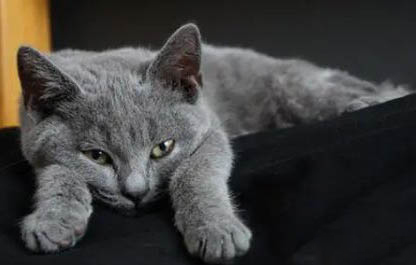 猫为什么会发出呼噜呼噜的声音的原因