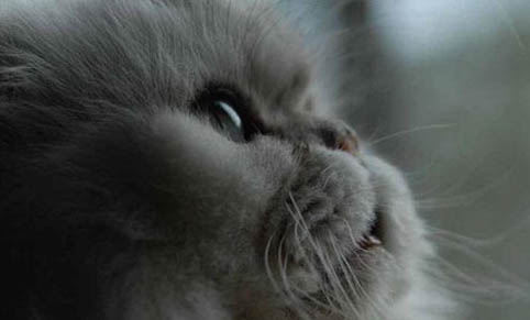 猫咪可以吃板栗仁吗