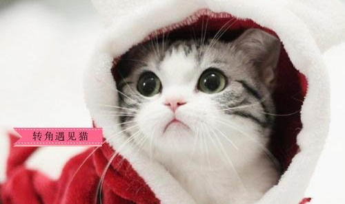 猫绝育后会不会发胖