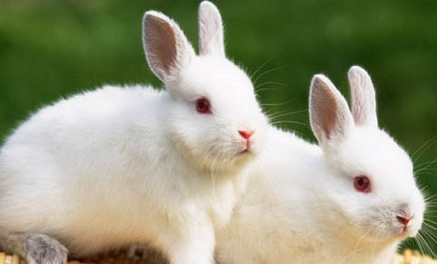兔子公母如何区分？
