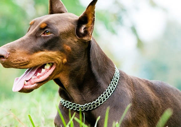 杜宾犬和比特犬哪个厉害