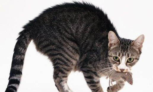 猫咪皮下有个包,可能是以下三个原因: