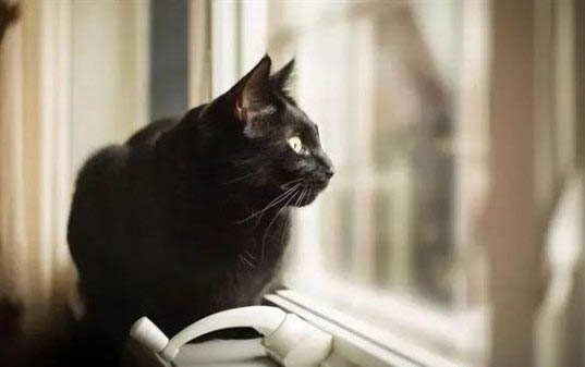 小猫感冒打喷嚏了怎么办