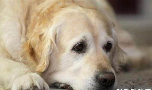 黄曲霉素对狗狗的危害
