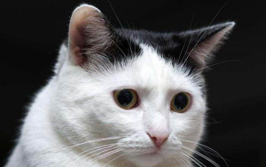 猫咪疫苗打哪个部位