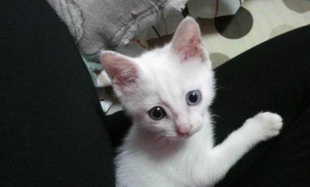 猫咪的记忆有多长时间