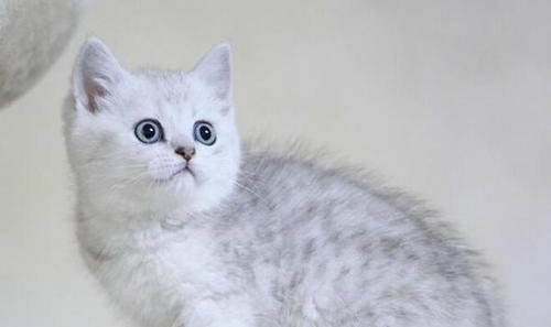 请问猫咪呕吐的原因及处理方法?