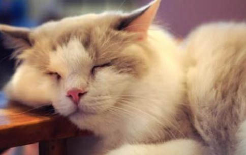 2个月小猫太脏怎么办?
