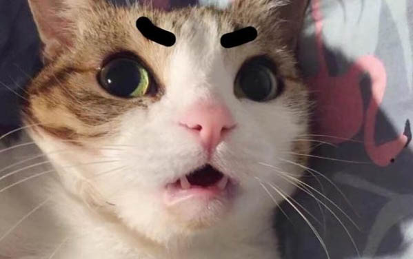 猫咪怎么看年龄
