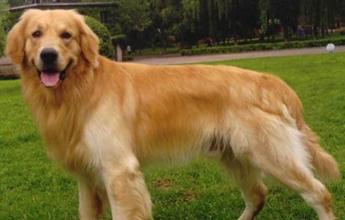 两个月拉布拉多寻回犬可以洗澡吗