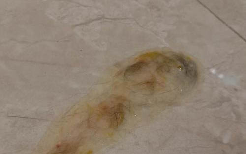 猫咪应激反应的表现有哪些症状