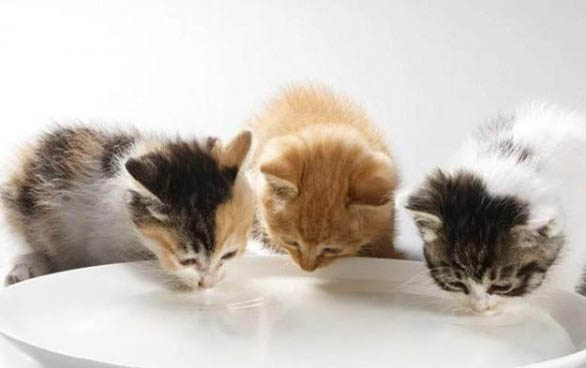 如何判断刚出生的小猫死没死?