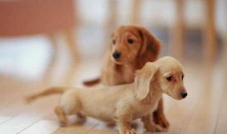 腊肠犬聪明吗?