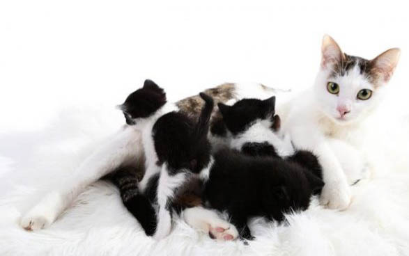 母猫几个月可以生小猫