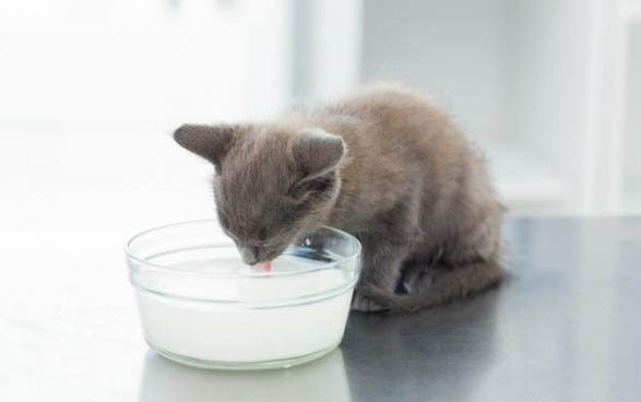 猫咪吐黄水没食欲怎么回事