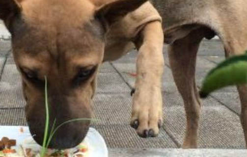 狗狗一个人在家的玩具