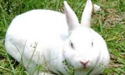 兔子支气管炎的症状和防治方法
