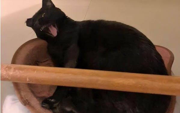 猫咪呕吐没消化的猫粮是什么原因?