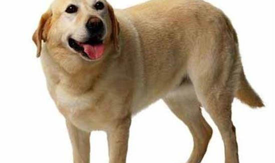 狗狗死后眼睛闭不上