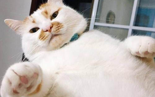 新生小猫多久排便一次