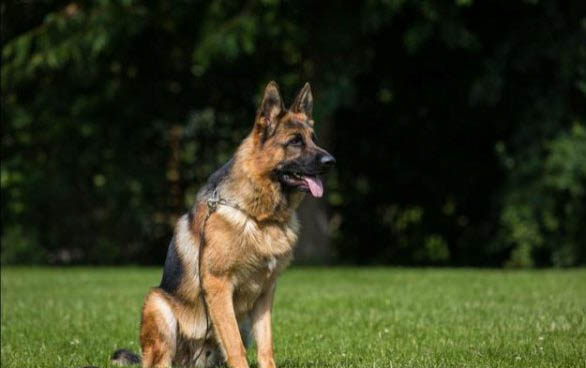 适合家养的护卫犬有哪些