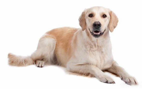 拉布拉多幼犬眼睛有点红怎么回事