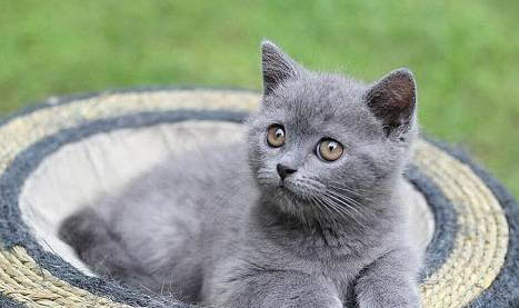 请问猫咪呕吐的原因及处理方法?