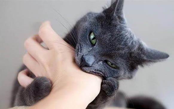 猫结膜炎治疗要多少费用