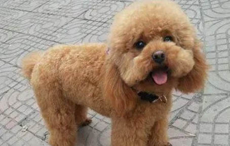 贵宾犬多大才算成年