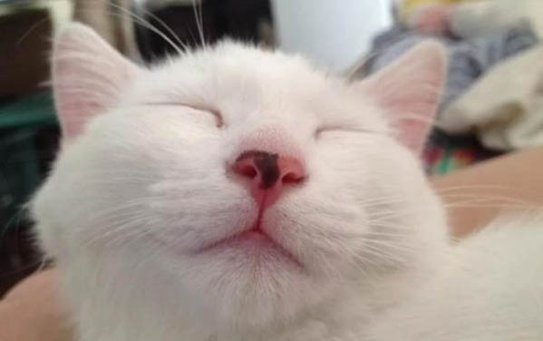 50天的小猫咪怎么喂养好
