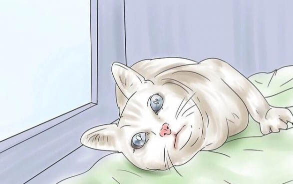 一个月的猫咪可以洗澡吗