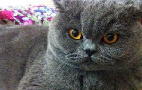 蓝猫和英短哪个贵
