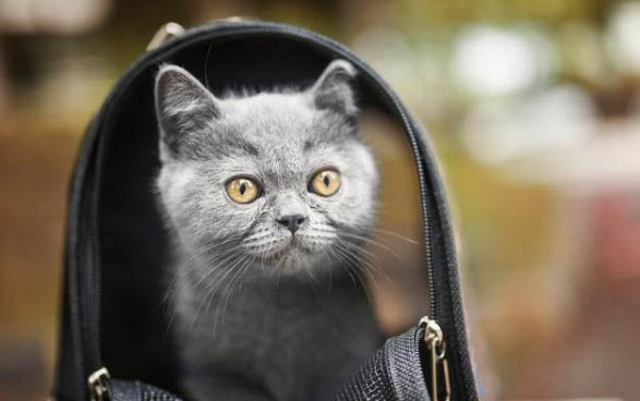 请问猫咪呕吐的原因及处理方法?
