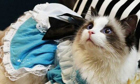 如何自制猫砂