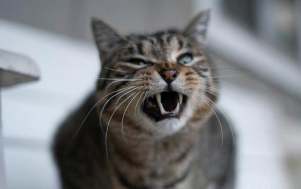 刚出生的小猫几天过危险期