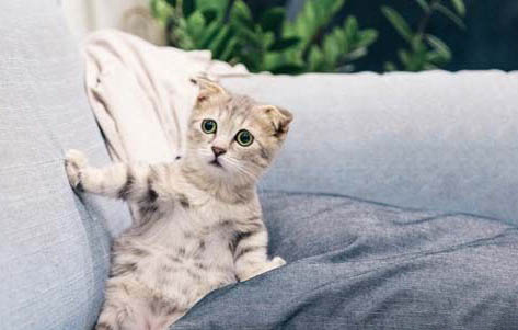 猫咪到新家不吃不喝