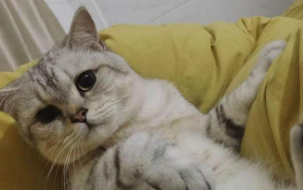 猫流口水透明没味道