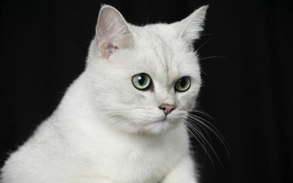 猫流鼻涕流眼泪喉咙响该怎么办