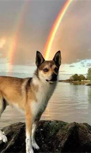 什么犬适合导盲犬