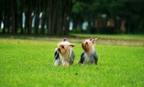 约克夏发出像哮喘的声音是什么原因