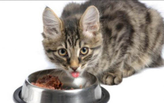 猫不停的呕吐黄水怎么办