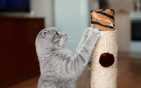 猫咪吃蒙脱石散要禁食吗?